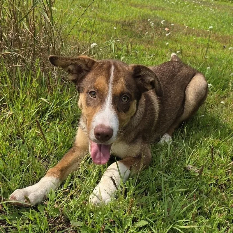 A baby medium-sized male Husky dog named Milo for adoption in Park Rapids, MN