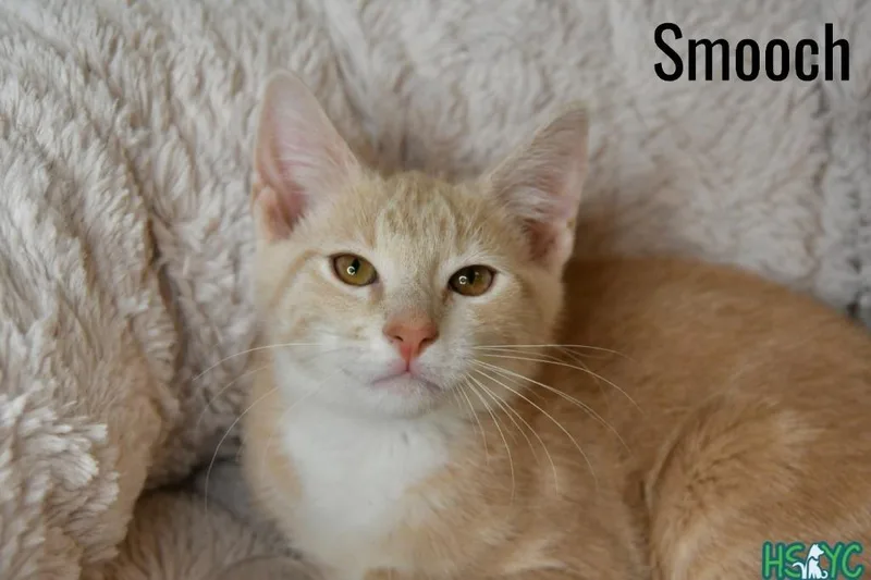 A baby medium-sized male Domestic Short Hair cat named Smooch for adoption in Fort Mill, SC