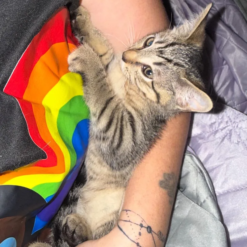 A baby small-sized female Gray / Blue / Silver Domestic Short Hair cat named Venom for adoption in Ringtown, PA