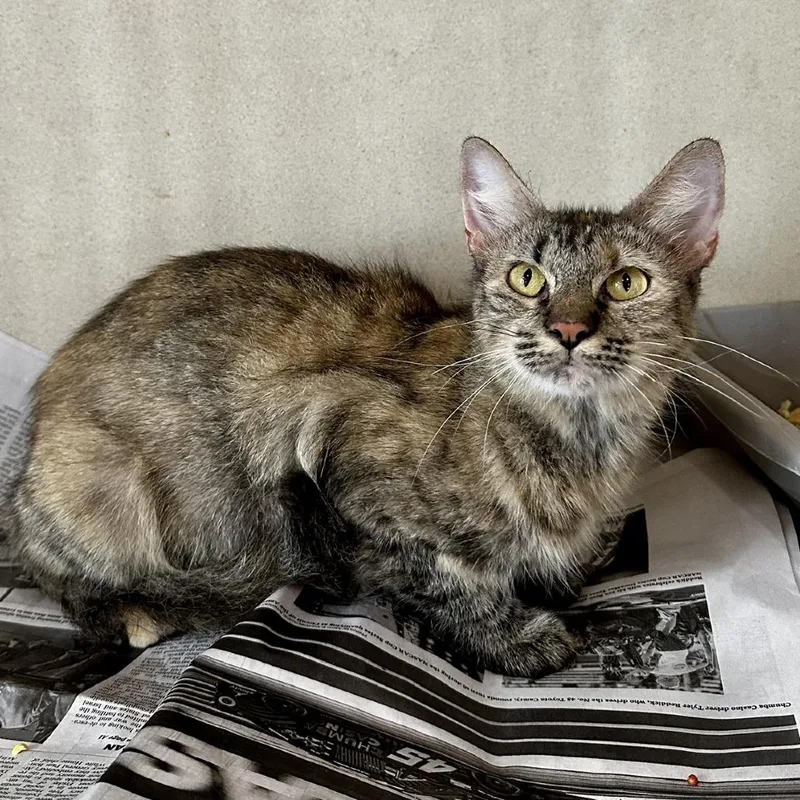 A young medium-sized female American Shorthair cat named Farrah for adoption in Deerfield, IL