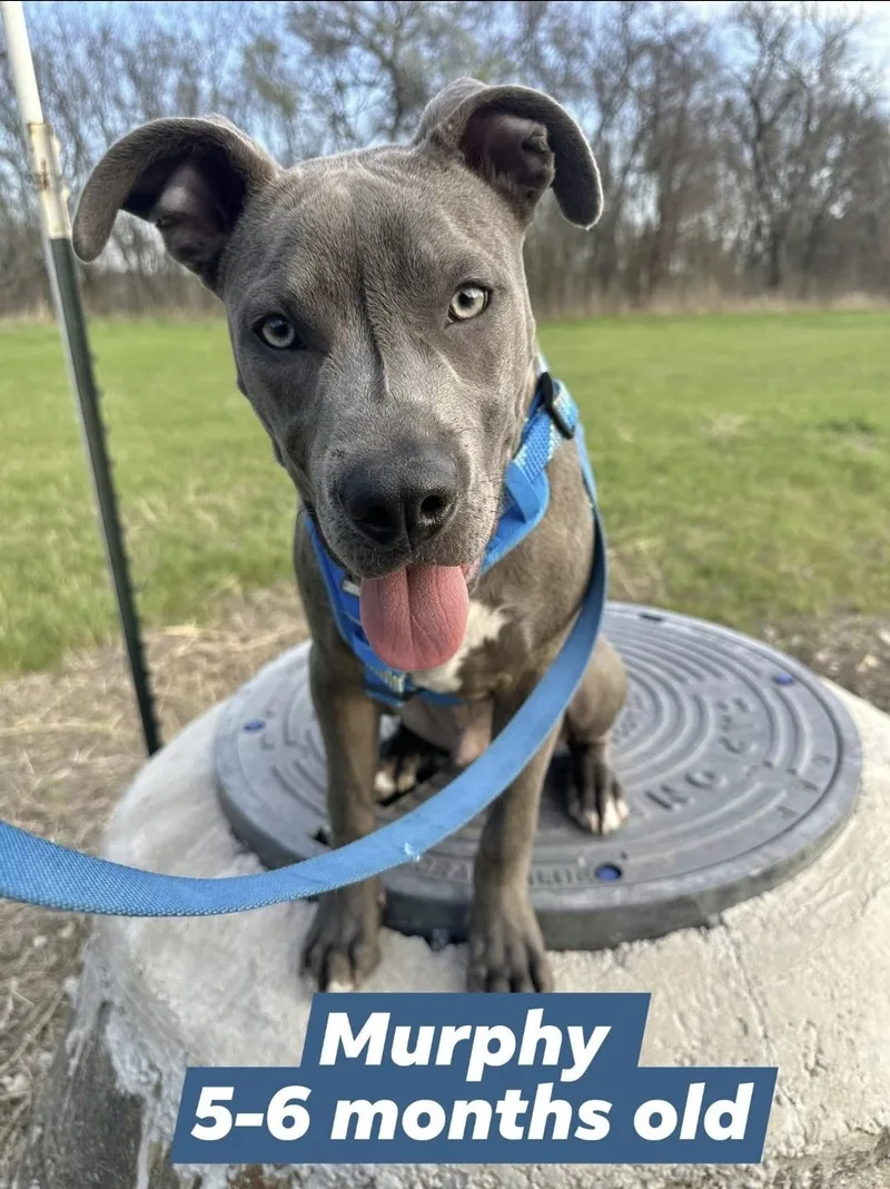 Murphy thumbnail 3