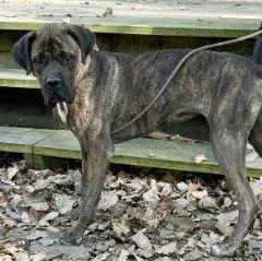 A young medium-sized female Brindle Mastiff dog named Bailey for adoption in Savannah, MO