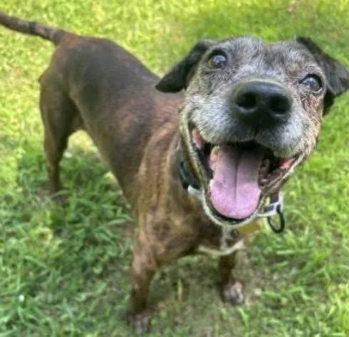 A senior medium-sized female Brindle Mixed Breed dog named Meemaw for adoption in Watertown, WI