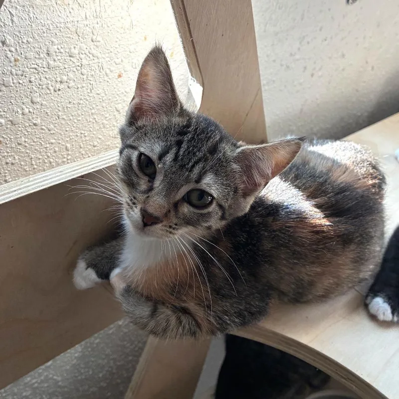 A baby small-sized female Domestic Short Hair cat named Sparkler for adoption in Bulverde, TX
