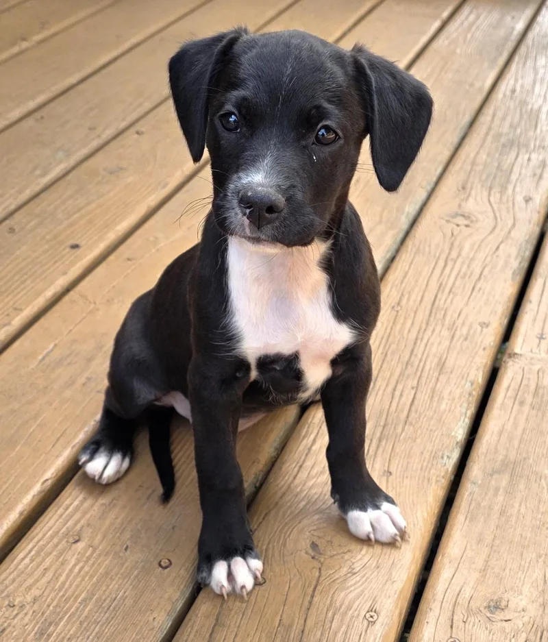 A baby medium-sized female Black Labrador Retriever dog named Crumpet for adoption in Lisbon, IA