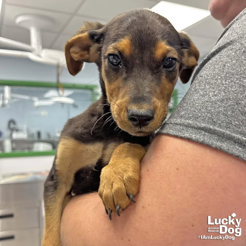 A baby large-sized male Shepherd dog named Aries for adoption in Washington, DC