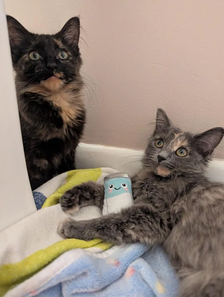 A baby medium-sized female Tortoiseshell Domestic Medium Hair cat named Thelma for adoption in Ferndale, MI
