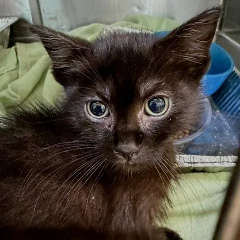 A baby small-sized male Domestic Short Hair cat named Oliver for adoption in Cumming, GA