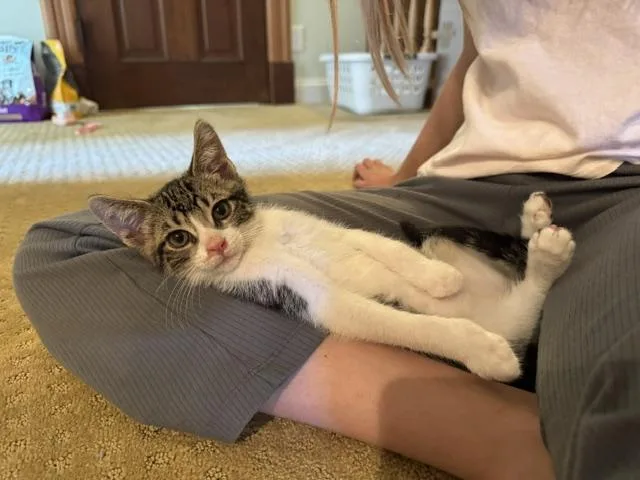 A baby medium-sized male Tabby (Gray / Blue / Silver) Domestic Short Hair cat named Loki for adoption in Los Angeles, CA