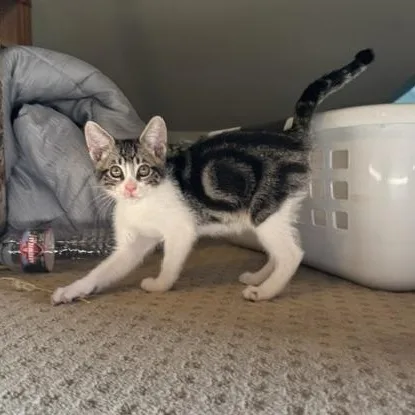 Loki thumbnail 2
