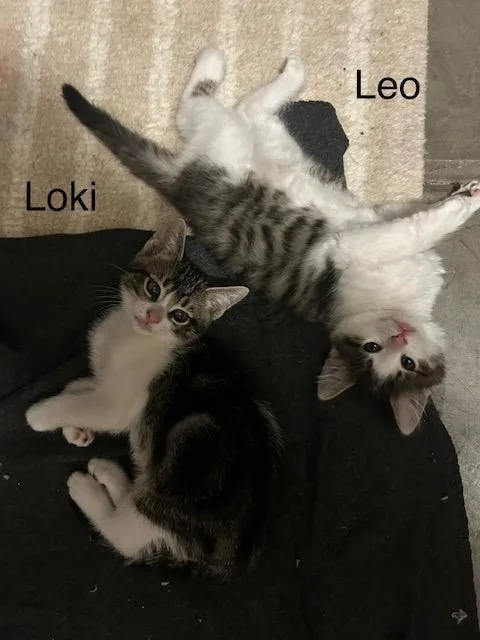 Loki thumbnail 5