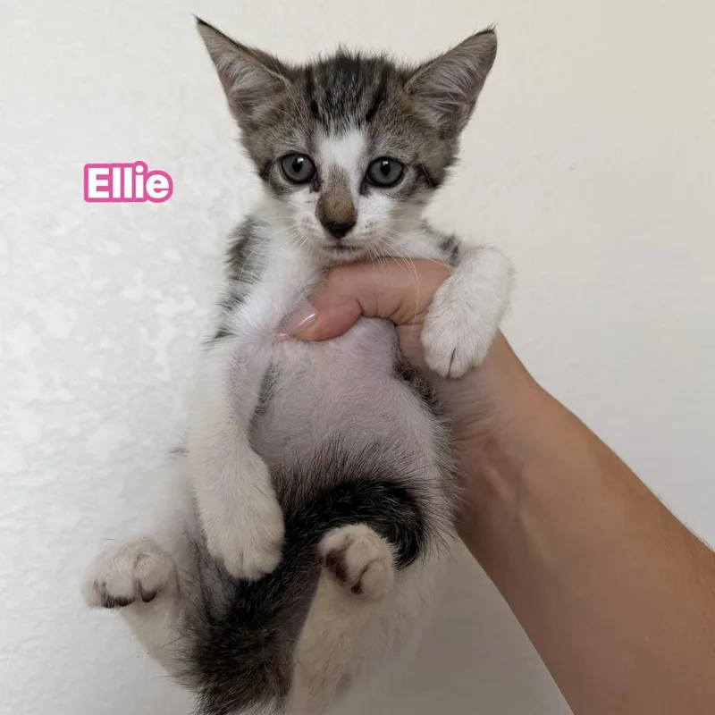 A baby medium-sized female White Domestic Short Hair cat named Ellie for adoption in jacksonville, FL
