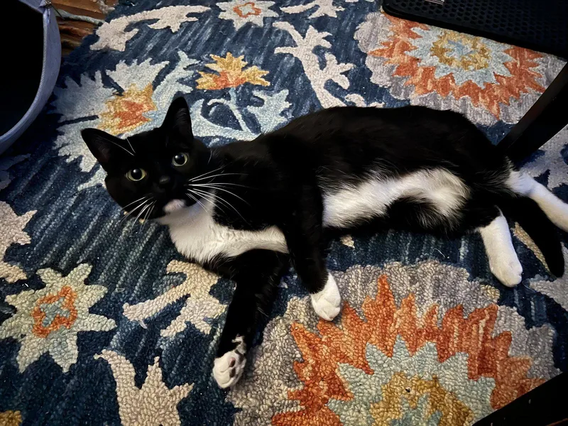 Jax   Offered thumbnail 2