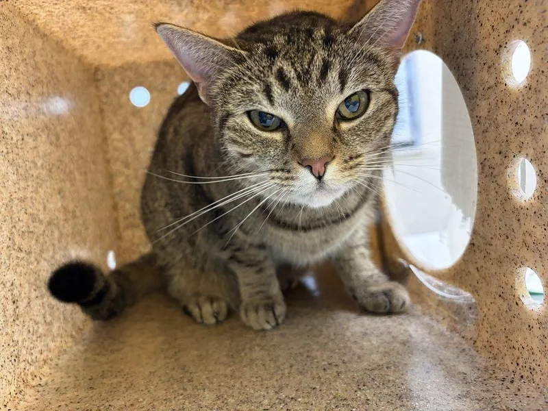 An adult small-sized female Tabby (Brown / Chocolate) Domestic Short Hair cat named Bonnie for adoption in Raleigh, NC