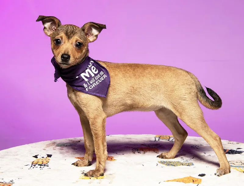 A baby small-sized female Yellow / Tan / Blond / Fawn Chihuahua dog named Gin for adoption in Cookeville, TN