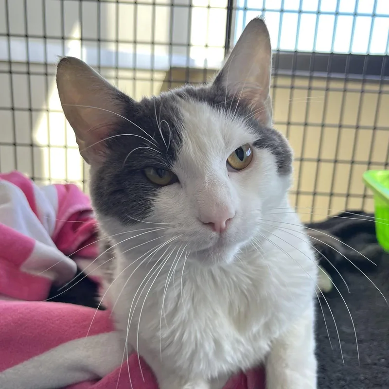 An adult medium-sized male Gray & White Domestic Medium Hair cat named Pythagoras for adoption in Burlingame, CA