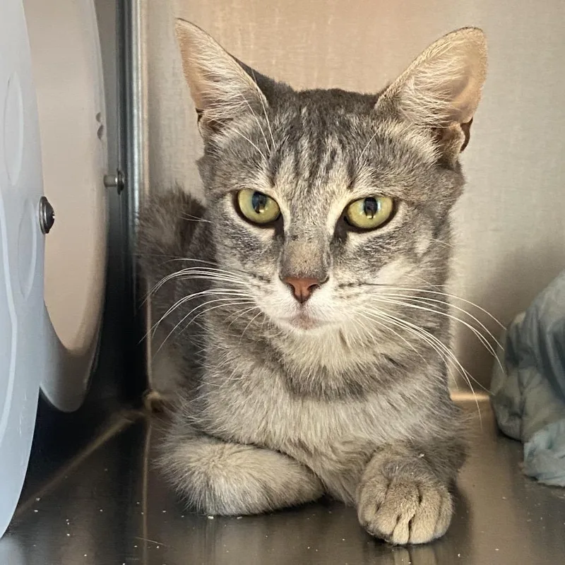 An adult small-sized female Gray / Blue / Silver Domestic Short Hair cat named Daisy Chain for adoption in Westminster, CA