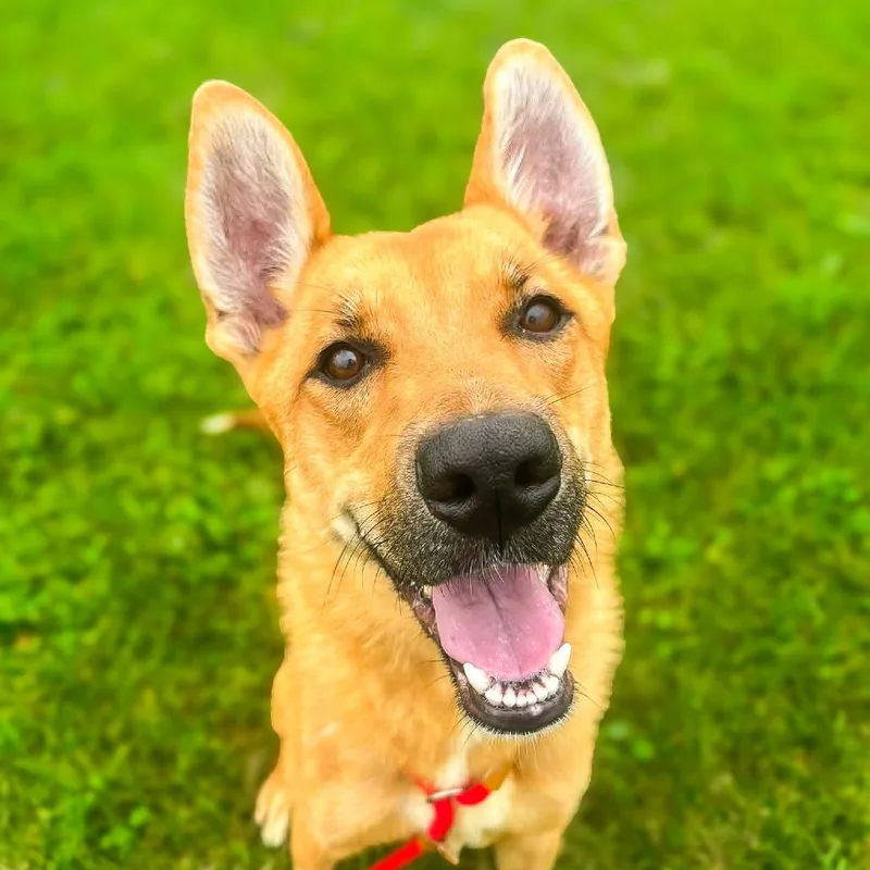 Hazel