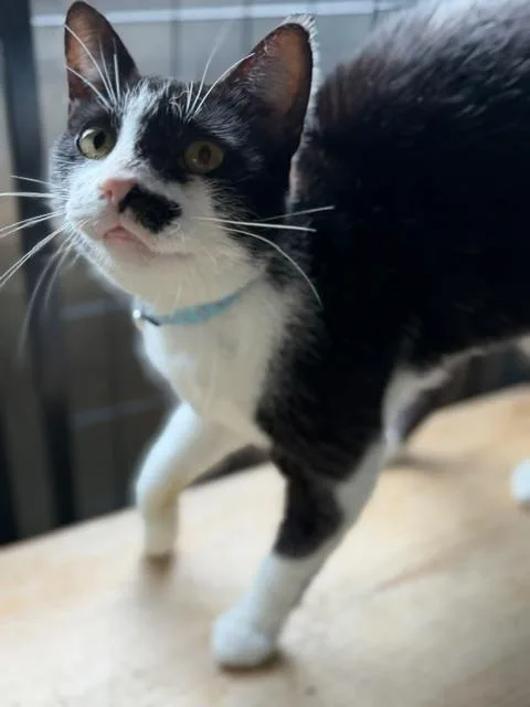 An adult medium-sized female Black & White / Tuxedo Domestic Short Hair cat named Kate for adoption in Bryan, OH