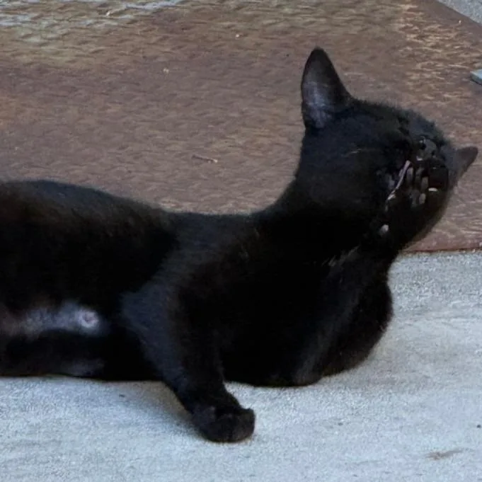 A young medium-sized female Black Domestic Short Hair cat named Kiki for adoption in Long Beach, CA