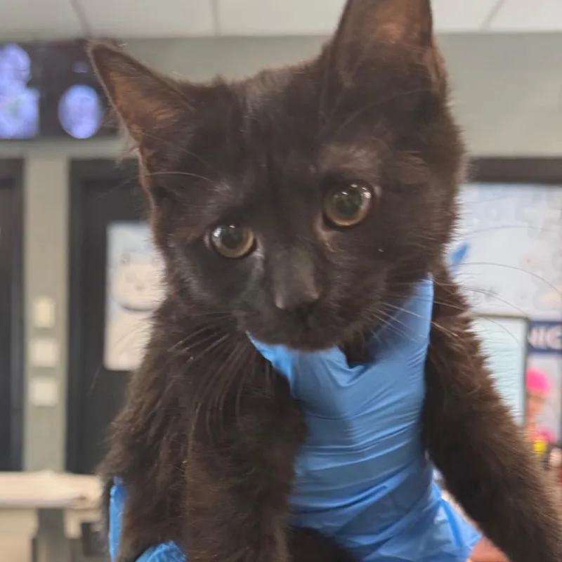 A baby small-sized female Domestic Short Hair cat named Blair for adoption in Allentown, PA