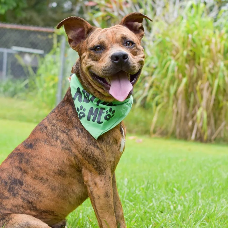 A young medium-sized male Yellow / Tan / Blond / Fawn Mixed Breed dog named Pickles for adoption in Kailua Kona, HI