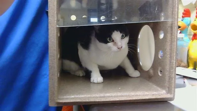 A young medium-sized male Domestic Short Hair cat named Marlboro for adoption in Cookeville, TN