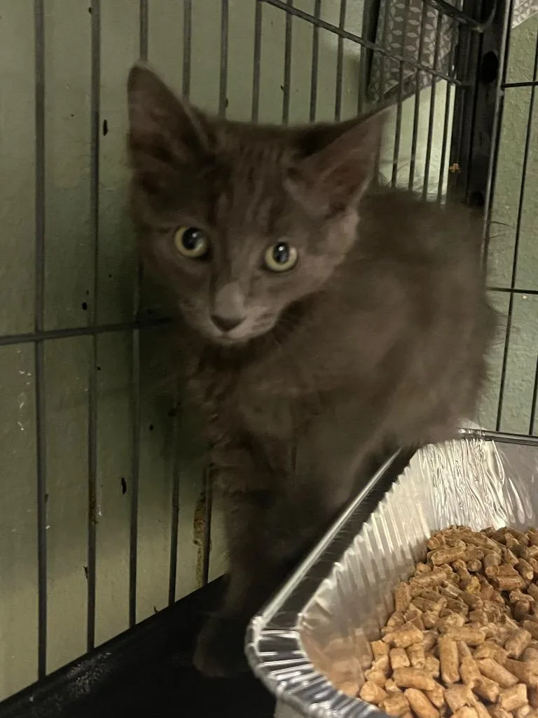 A baby medium-sized female Domestic Short Hair cat named Peanut for adoption in New Braunfels, TX