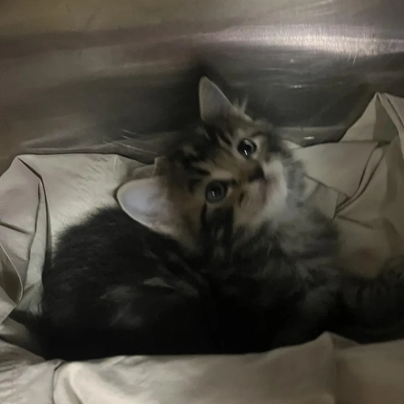 A baby small-sized male Black Domestic Medium Hair cat named Baxter for adoption in Amarillo, TX