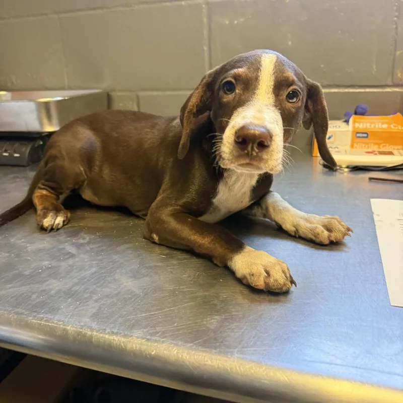 A baby medium-sized female Brown / Chocolate Hound dog named River for adoption in Tuscaloosa, AL