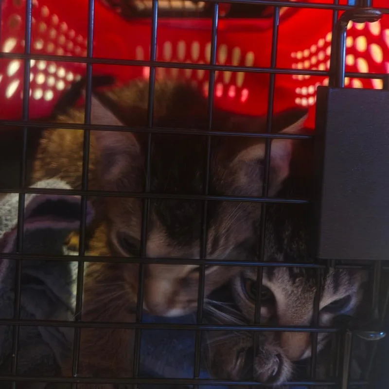 A baby small-sized female Brown / Chocolate Domestic Short Hair cat named Mischief Maker for adoption in Eaton Rapids, MI