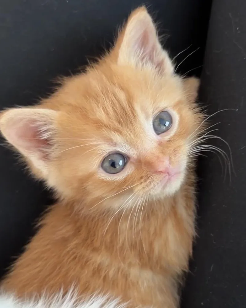 A baby medium-sized male Orange / Red Domestic Short Hair cat named Gideon for adoption in Fruit Heights, UT