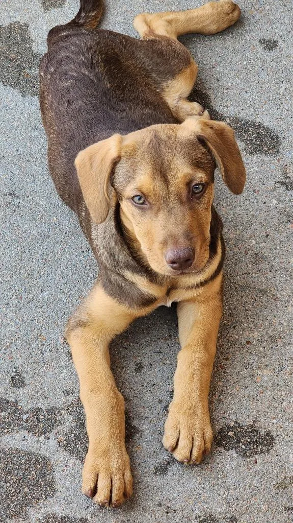 A baby medium-sized male Australian Cattle Dog / Blue Heeler dog named Granola Crunch for adoption in Fort Lupton, CO