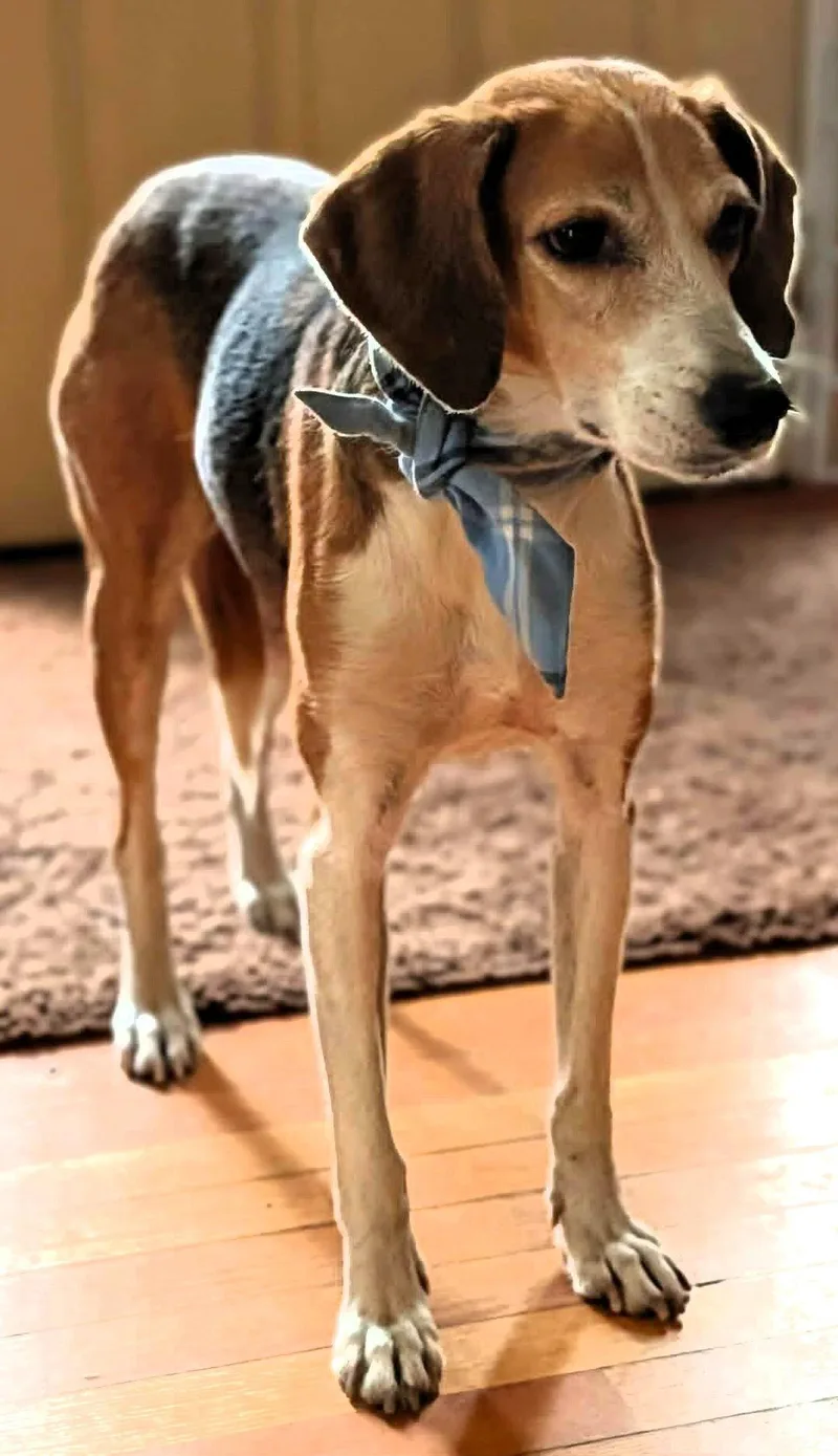 An adult medium-sized female Mixed Breed dog named Stella for adoption in Shelburne, VT