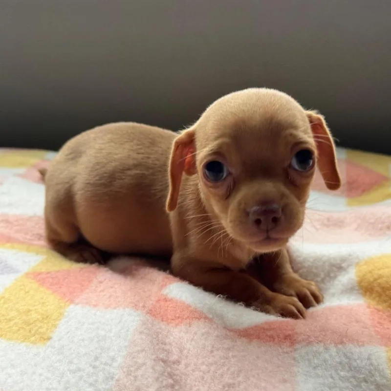 A baby small-sized female Brown / Chocolate Chihuahua dog named Clementine for adoption in Alma, WI