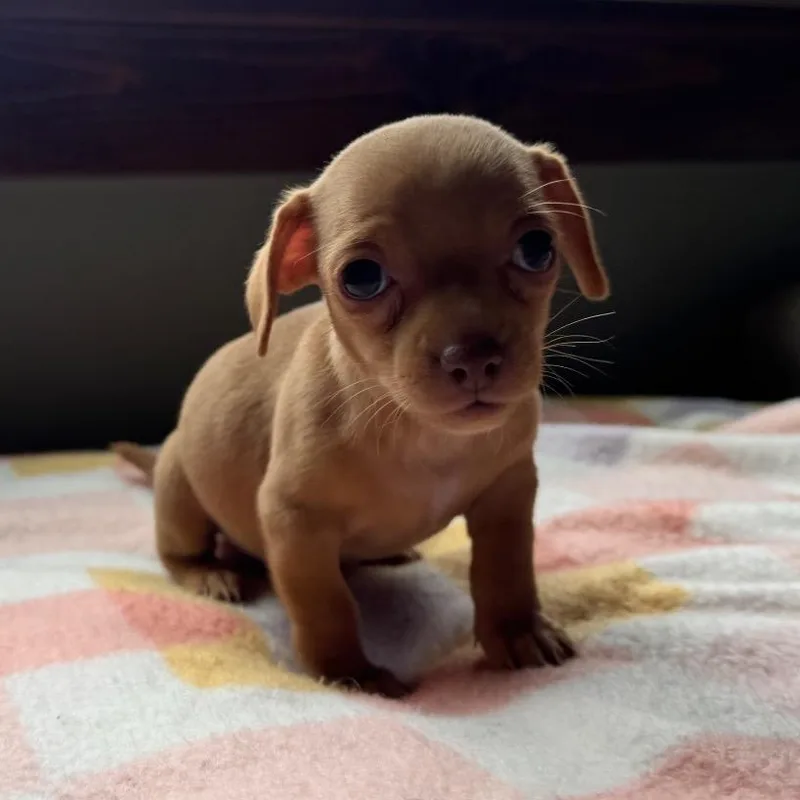 Clementine thumbnail 2