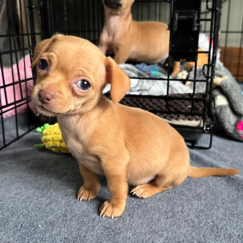 Clementine thumbnail 4