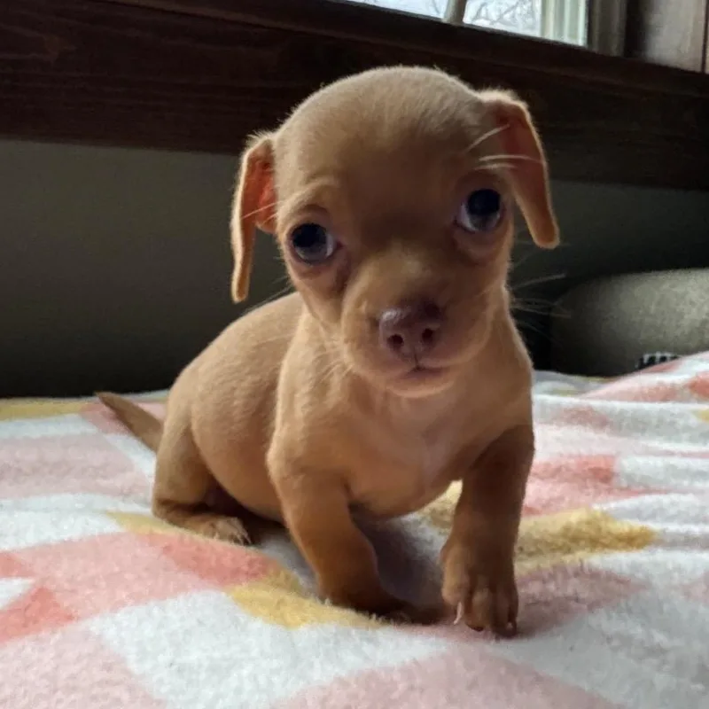 Clementine thumbnail 5