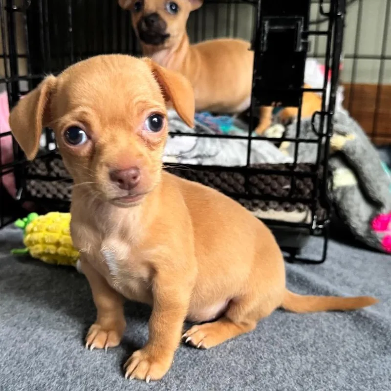 Clementine thumbnail 6