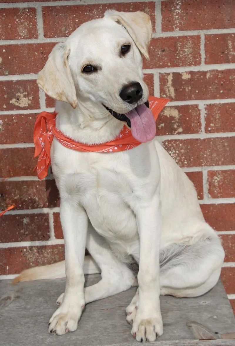 An adult medium-sized female White / Cream Labrador Retriever dog named Summer for adoption in Madisonville, TX