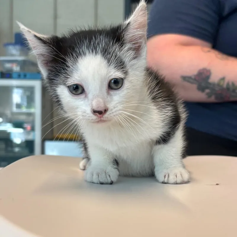 A baby small-sized male Black Domestic Short Hair cat named Chase for adoption in Pasadena , MD