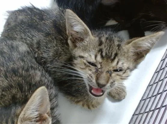 A baby small-sized male Domestic Short Hair cat named Monty for adoption in Miami, FL