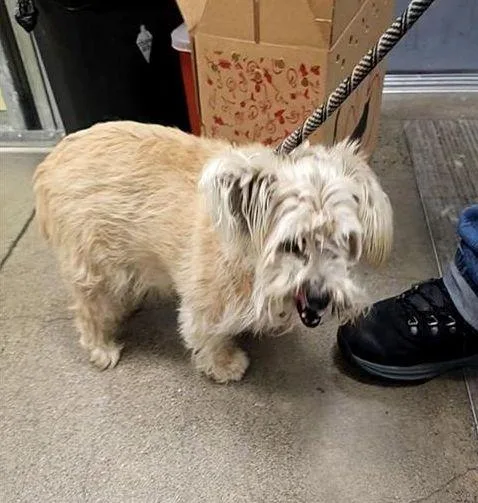 An adult small-sized male Cairn Terrier dog named Hachi for adoption in Berkeley, CA