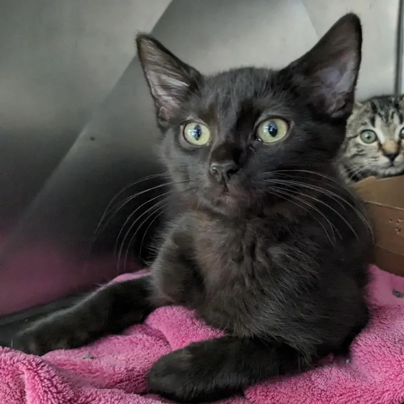 An adult medium-sized male Black Domestic Short Hair cat named Cinder for adoption in Birdsboro, PA