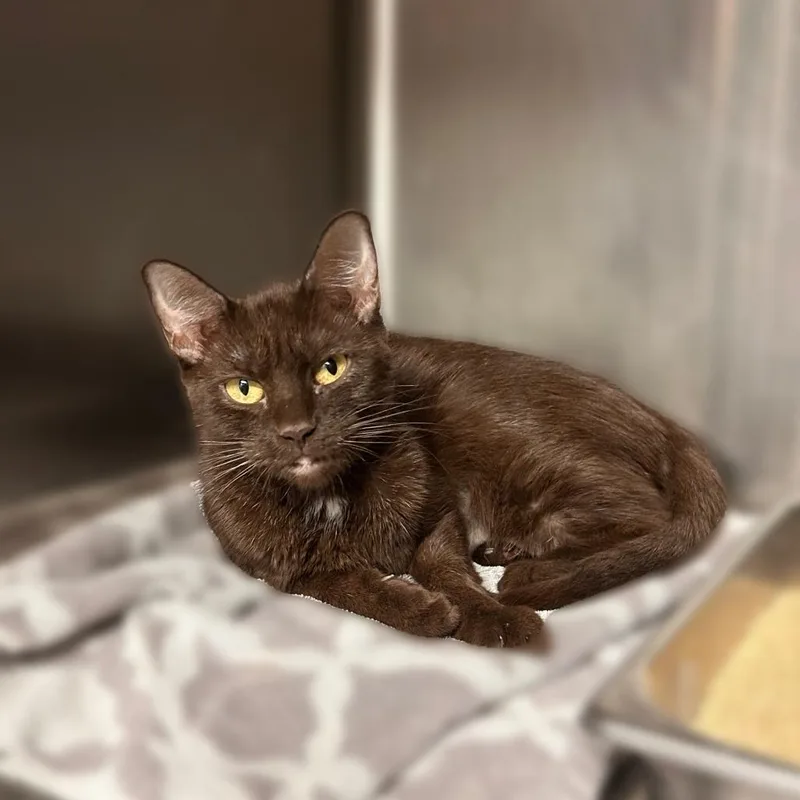 An adult medium-sized female Brown / Chocolate Domestic Short Hair cat named ChocoCat for adoption in Davenport, IA