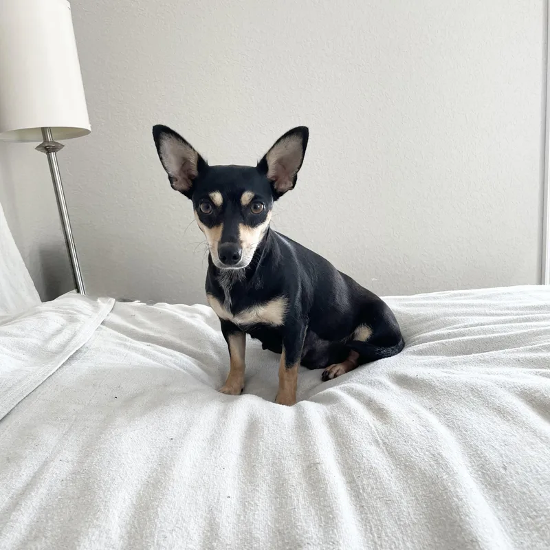 Darling Mochi thumbnail 2