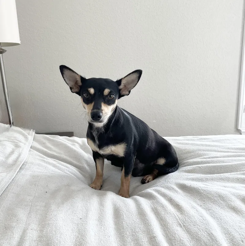 Darling Mochi thumbnail 3