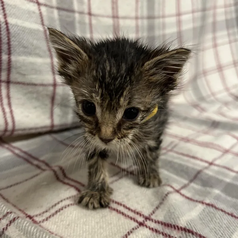 A baby small-sized male Brown / Chocolate Domestic Short Hair cat named Marionberry for adoption in Coos Bay, OR