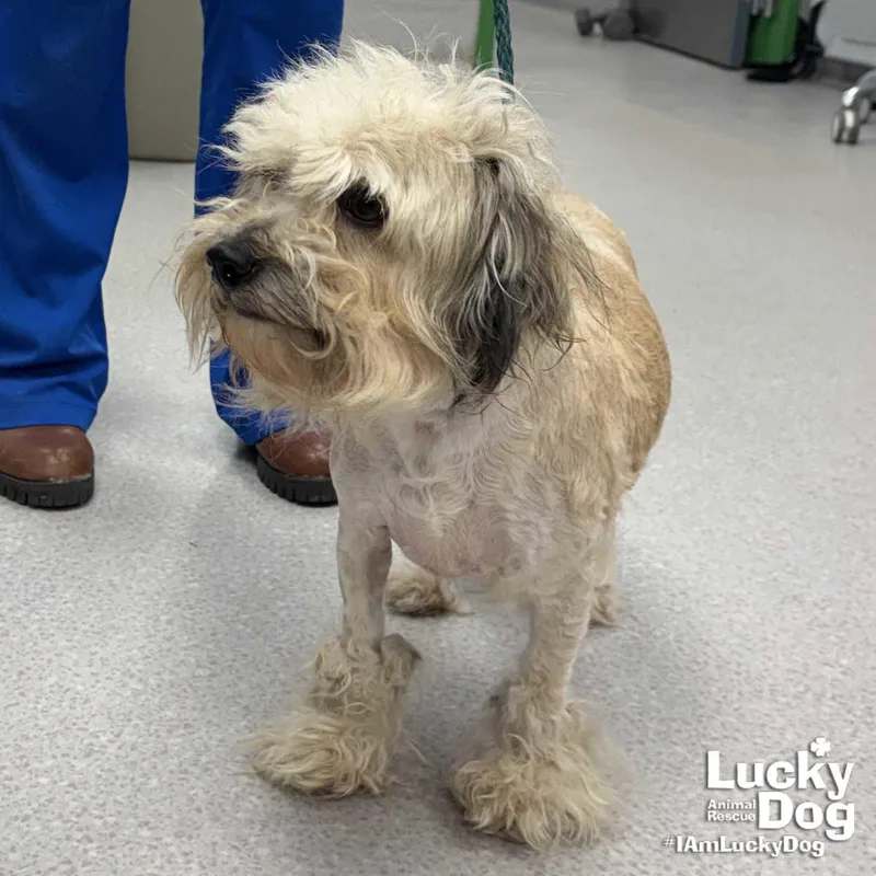 An adult small-sized female Havanese dog named Lucy for adoption in Washington, DC