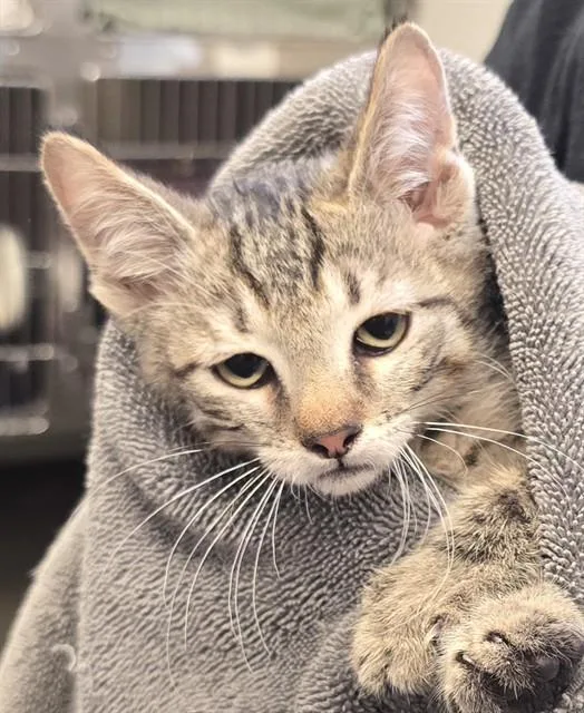 A baby small-sized male Domestic Short Hair cat named Bob for adoption in Tucson, AZ